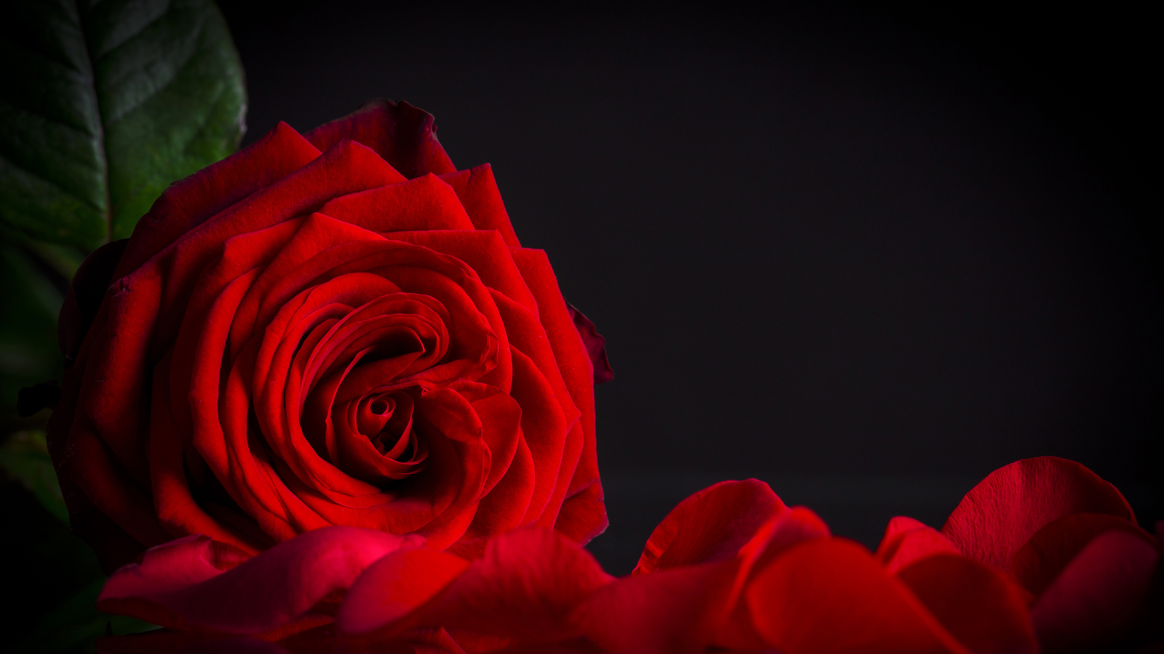 Top 25 Pictures Of Red Roses - #13 - with Black Background - HD Wallpapers | Wallpapers Download