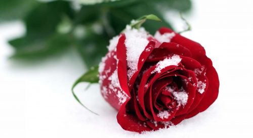 Top 25 Pictures Of Red Roses - #14 - with Snow