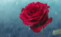 Top 25 Pictures Of Red Roses - #15 - with Rain