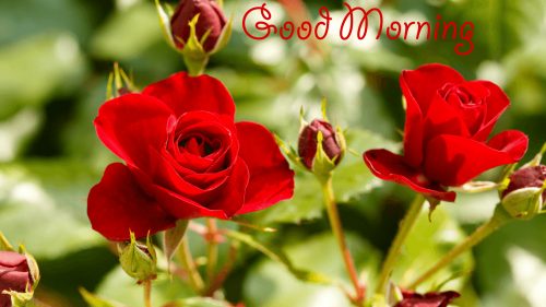 Top 25 Pictures Of Red Roses - #16 - for Morning Wallpaper