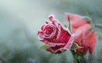 Top 25 Pictures Of Red Roses - #17 - for Winter Wallpaper