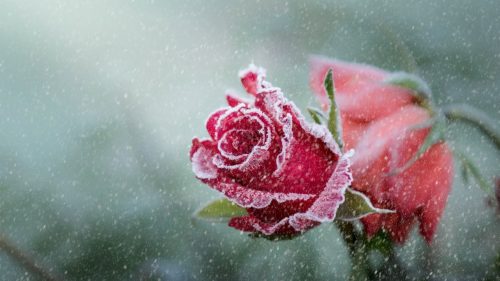 Top 25 Pictures Of Red Roses - #17 - for Winter Wallpaper