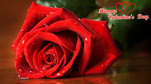 Top 25 Pictures Of Red Roses - #18 - for Valentines