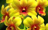 Close Up Orchid Flower Photo for Mobile Phone Background