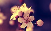 Close Up Photo of Cherry Blossoms for Smartphones Wallpaper