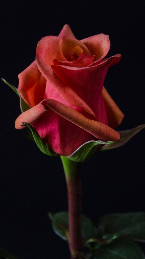 Close Up Photo of Red Rose Flower with Dark Background for Mobile Phone Wallpaper
