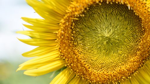 High Resolution Close Up Photo of Sunflower for Desktop Background