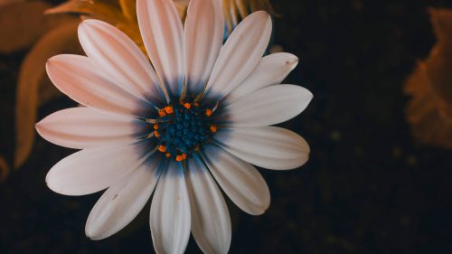 4K Wallpaper of Close Up Beautiful Flower for Desktop Background