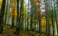 High Resolution Nature Photo with Picture of Autumn Forest