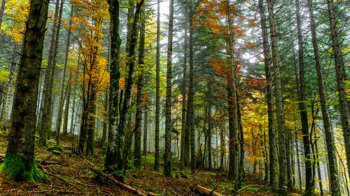 High Resolution Nature Photo with Picture of Autumn Forest