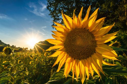 Flower Images Free Download with Sunflower in The Morning