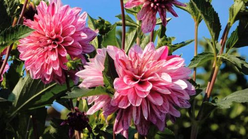 Beautiful Nature Wallpaper with HD Picture of Pink Dahlia Flowers in Garden