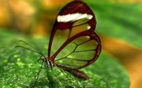 Free Download Close Up Picture of Glasswing Butterfly for Wallpaper