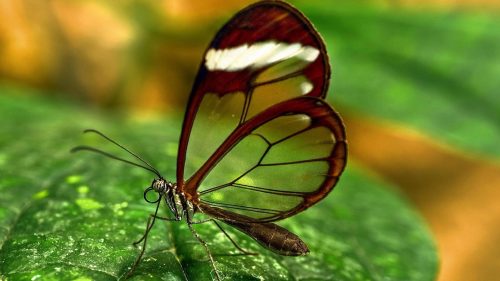Free Download Close Up Picture of Glasswing Butterfly for Wallpaper