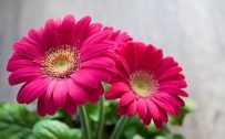 Best HD Wallpapers for Laptop 1080p with Pink Daisy Flower Images