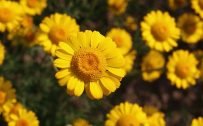 Yellow Daisy Flower Images as Best HD Wallpapers for Laptop 1080p