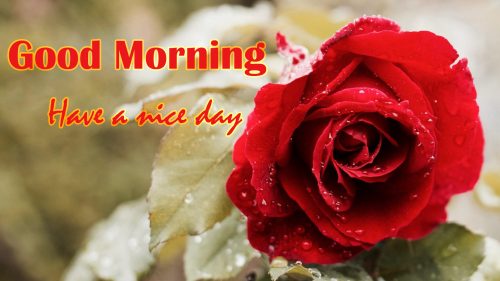 Red roses with water drops images for Good Morning Wallpaper