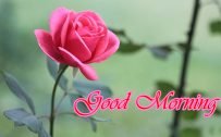 Romantic Good Morning Wallpaper with Pink Rose