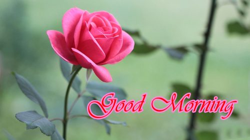 Romantic good morning images with rose flower