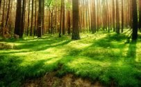 Forest HD Wallpaper with Green Grass