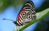 HD Nature Images with Macro Photo of Butterfly