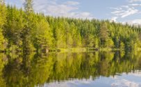Nature Images HD 1080p with Picture of Reflecting Forest On River