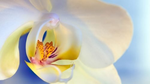 HD Flower Wallpapers 1080p with Macro Photo of White Orchid