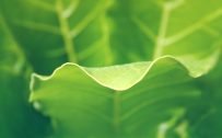 HD wallpapers 1080p widescreen nature free download with macro photo of green leaves
