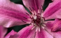 HD Flower Wallpapers 1080p with Macro Photography