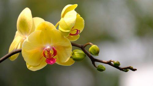 HD Flower Wallpapers 1080p with Yellow Orchid