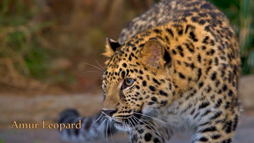 Picture of Endangered Animals with Names - Amur Leopard