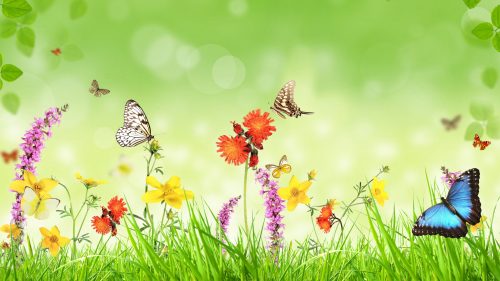 Images of Nature in 3D with Butterflies and Flowers in Morning