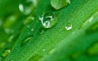 High Resolution Wallpapers for Mobile with Picture of Water Drops on Green Leaves