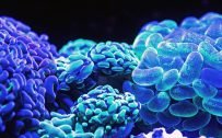 Beautiful Nature Wallpaper Big Size #21 - Blue Corals Picture in 4K