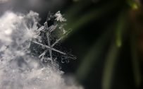 Beautiful Nature Wallpaper Big Size #23 - Snow Flakes Picture in 4K