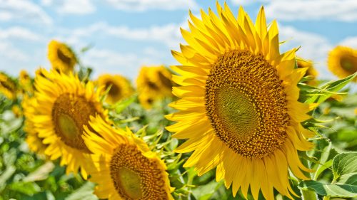4K Picture of Sunflower During Summer Daytime