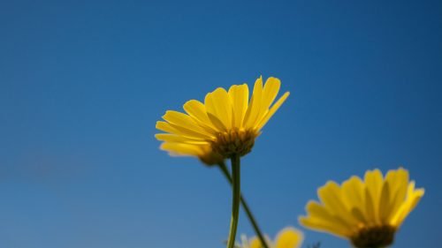 4K Picture of Yellow Daisy Flower During Daytime