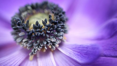 Beautiful Nature Wallpaper Big Size #33 – 4K Picture of Purple Flower in Close-Up