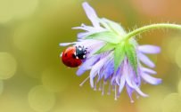 Beautiful Nature Wallpaper Big Size #34 – 4K Picture of Ladybug and Flower