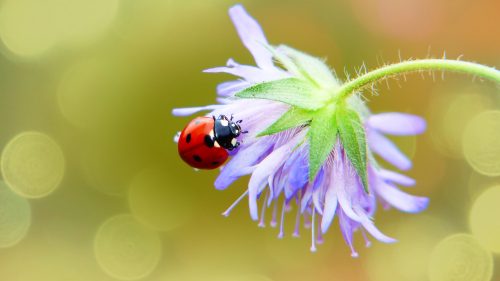 Beautiful Nature Wallpaper Big Size #34 – 4K Picture of Ladybug and Flower
