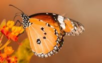 Beautiful Nature Wallpaper Big Size #36 – 4K Picture of Monarch Butterfly and Flower