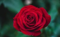 Beautiful Nature Wallpaper Big Size #38 – 4K Picture of Charming Red Rose Flower