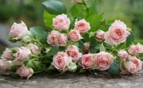 4K Picture of Pale Colored Roses