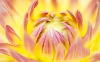 Beautiful Nature Wallpaper Big Size #40 – Macro Photo of Yellow Daisy Flower