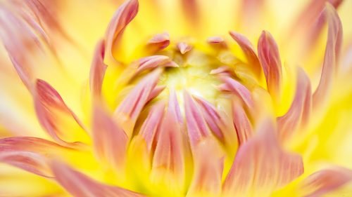 Beautiful Nature Wallpaper Big Size #40 – Macro Photo of Yellow Daisy Flower