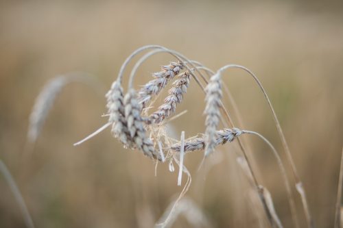 Selective Focused Picture of Wheat in Summer