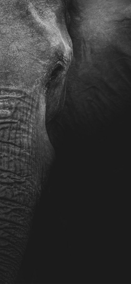Free iPhone 11 Wallpaper Download 06 of 20 - Grayscale Photography of Elephant