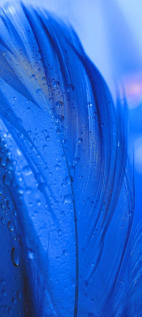 10 Blue Wallpapers That Will Look Perfect for Nokia 8.3 5G - #10 - Water Droplets on Feather