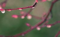 10 Alternative Wallpapers for Oppo Reno4 Pro 5G with Nature Image - 01 - Wet Branch