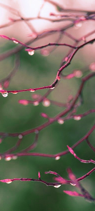 10 Alternative Wallpapers for Oppo Reno4 Pro 5G with Nature Image - 01 - Wet Branch